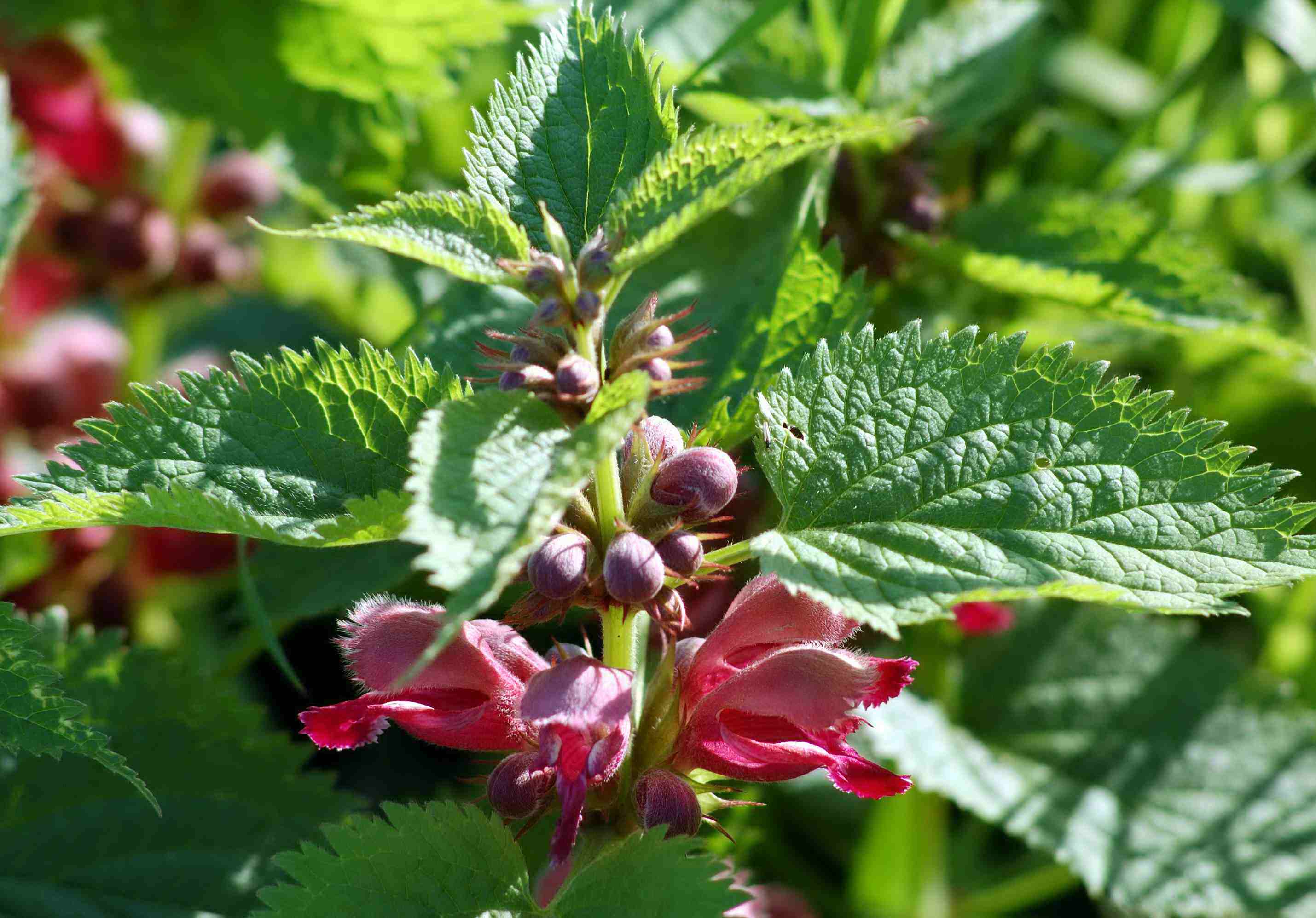 Lamium orvala / Falsa ortica maggiore